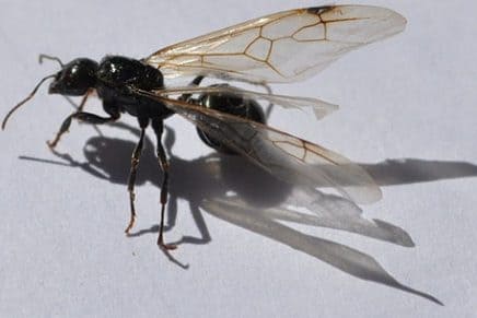 Hormiga alada negra (Lasius niger)
