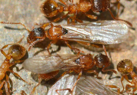 Hormiga alada roja (Myrmica rubra)