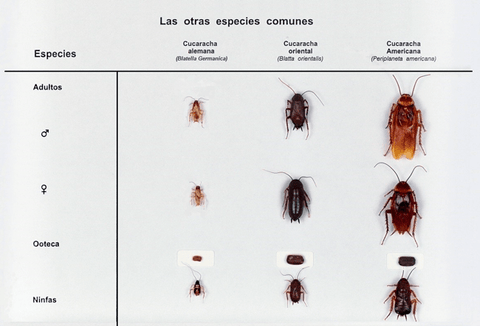 ciclo de vida da barata