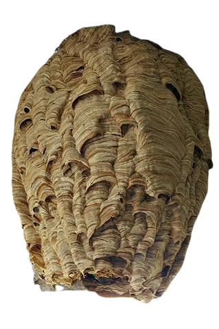 ninho de vespa gigante