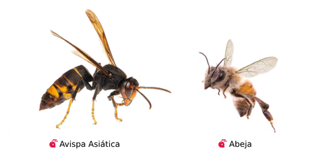 vespa asiática vs abelhas