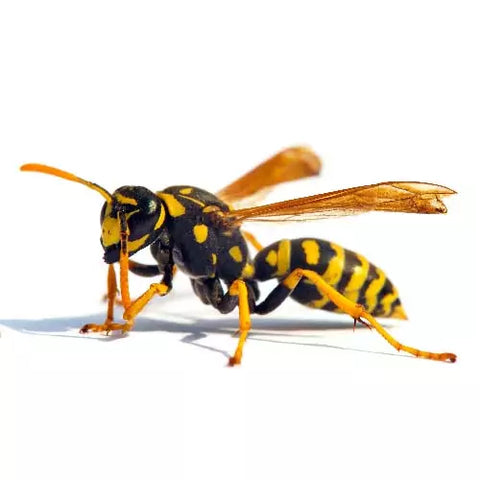 Picada de vespa: sintomas, tratamento, prevenção e fotos