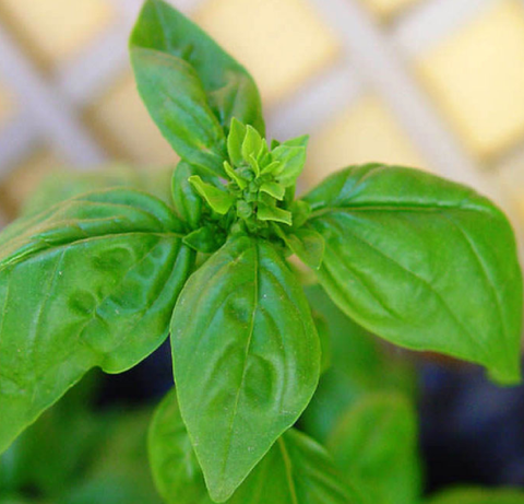 Ocimum basílico