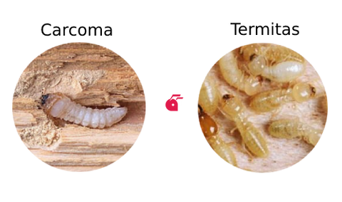 comparar carcoma y termitas
