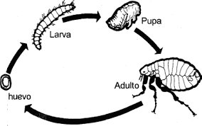 ciclo de vida da pulga