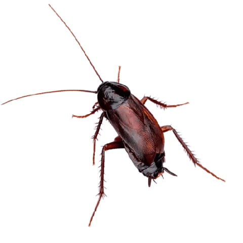 cucaracha oriental