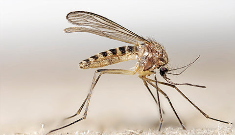 mosquito comum