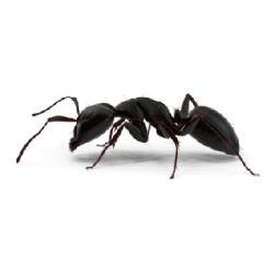 Cómo hacer Trampas para Cucarachas Caseras - Pasos y Consejos