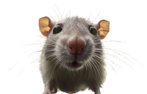 Cómo ahuyentar ratas, evita las plagas - A Tu Salud