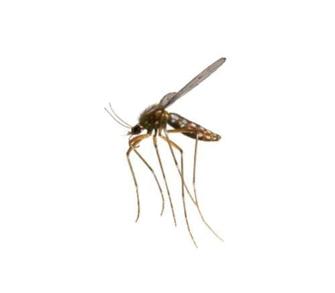 fundo branco mosquito