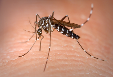 mosquito tigre Aedes albopictus