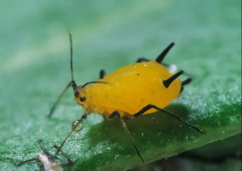 pulgón amarillo