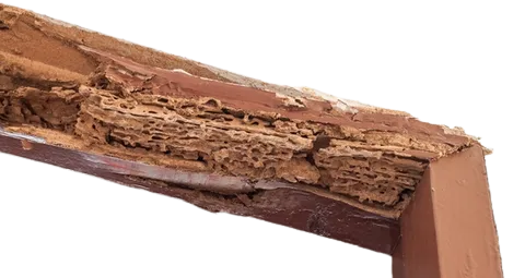 madera comida por termitas