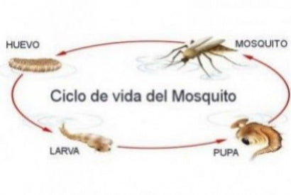 ciclo de vida do mosquito comum
