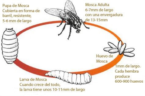 ciclo de vida mosca
