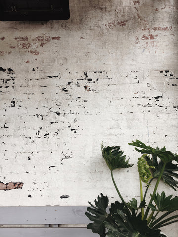 White-washed brick wall with a plant in front