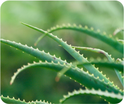 Aloe Vera