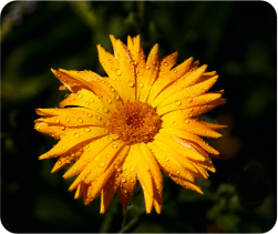 Calendula Flower