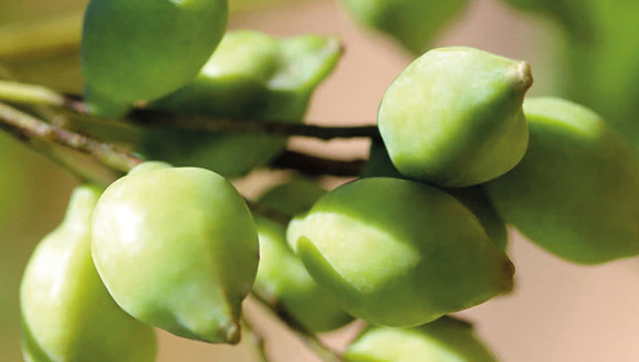 How to Incorporate Kakadu Plum into Your Skincare Routine