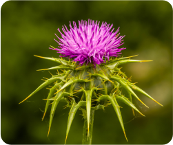 Milk Thistle