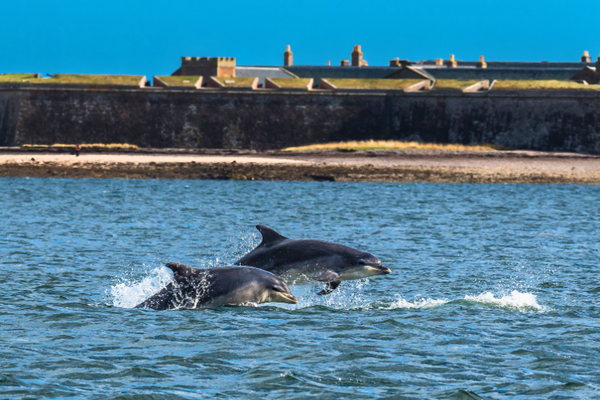 Fort George dolphin watching