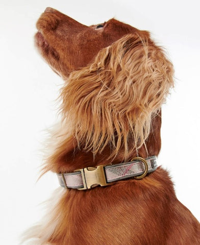 Image of a dog modelling the Barbour Reflective Tartan Dog Collar