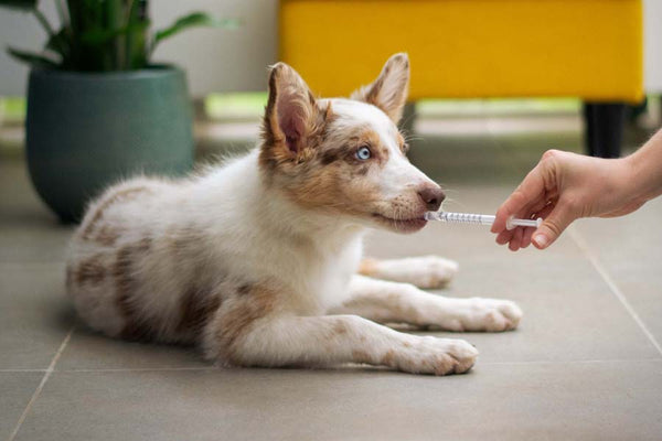 Hand with syringe sans needle administers fluids orally to Australian Shepherd puppy lying on tile floor