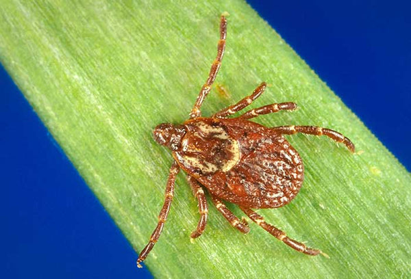 Closeup of American Dog Tick on green blade of grass