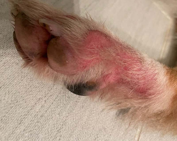 Red paw with fur loss of Australian Shepherd dog suffering from skin allergies