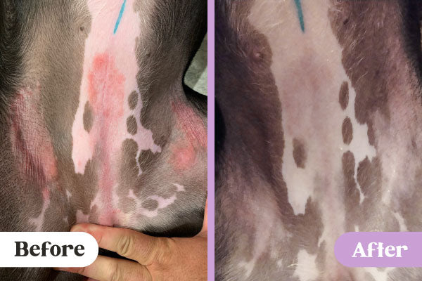 Before and after images of red allergy rash on belly and hips of pitbull mix treated with Lavengel