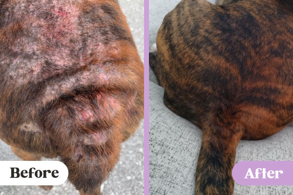 Before and after of Lavengel healing severe, extensive hot spot rash on back of brindle pitbull mix dog