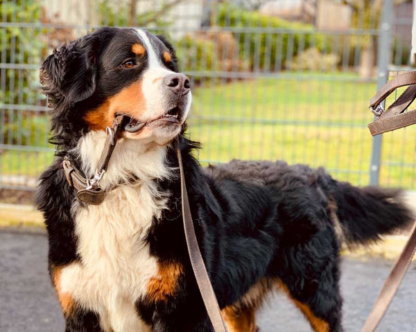 Bernese Mountain Dog holds leather leash in mouth looking back at unseen person holding the other end