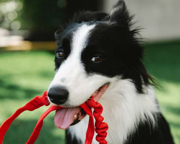 Black and white Border Collie holds red leash in mouth with ears folded back in sheepish expression