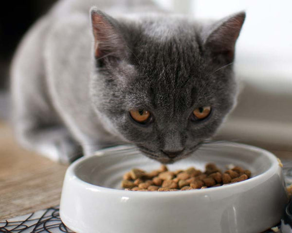 Grey cat with orange eyes looks up from eating over white porcelain food bowl