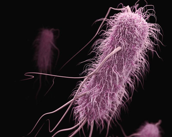 Computer-generated image of pink Escherichia coli bacteria
