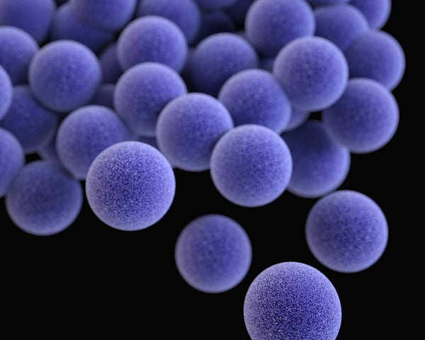 Artistic render of blue methicillin-resistant Staphylococcus aureus bacteria