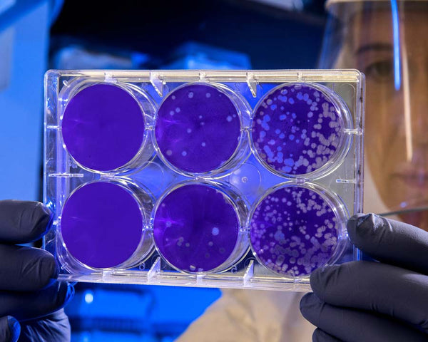 Researcher with face shield and blue gloves holds up a set of 6 six blue agar plates with microbe samples