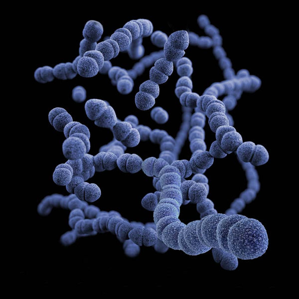 Computer-generated image of Streptococcus pneumoniae bacteria