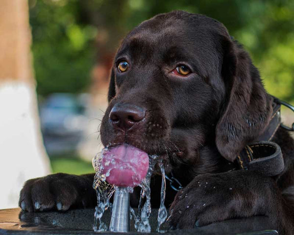 Chocolate Labrador Retriever puppy drinks water from a fountain in a park