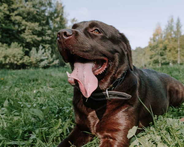 Chocolate Labrador Retriever lies panting in grass