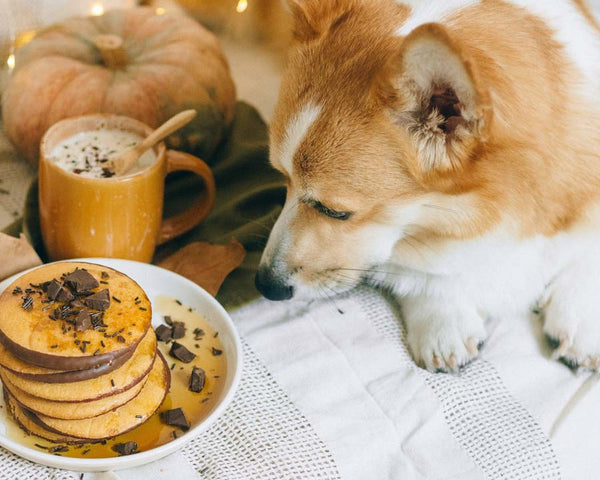 Pembroke Welsh Corgi lying on blanket staring at plate of dessert with chocolate chunks on top