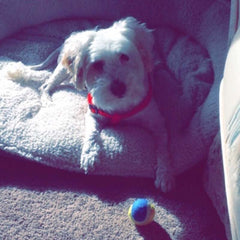 Small white dog named Cotton lies on dog bed with small tennis ball on floor