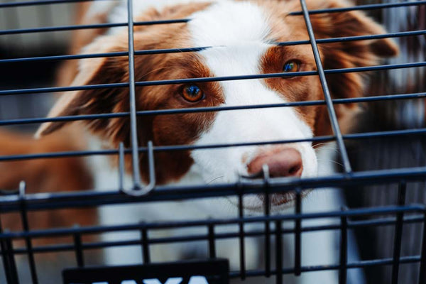 Amber and white Border Collie looks up through top of crate at camera