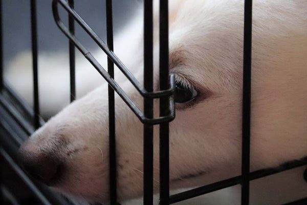 Closeup of white dog sticking nose through gap in bars at corner of crate