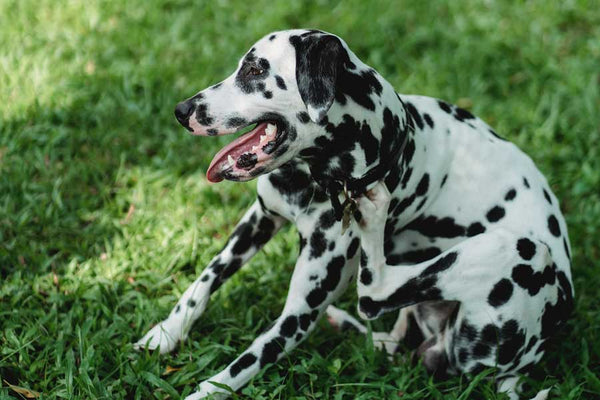 Adult dalmatian sits in grass and scratches neck under collar