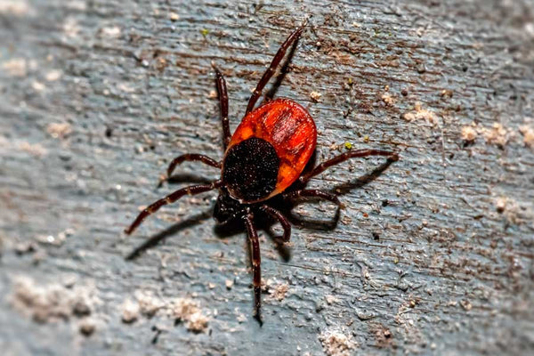 Closeup of deer tick on gray wooden board