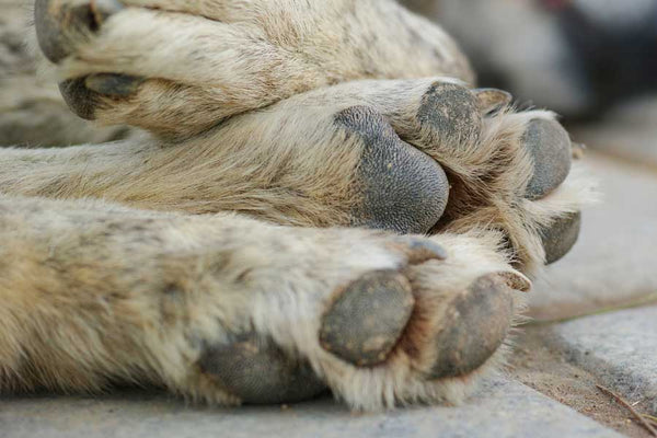 Selective focus of dog's paw pads covered in dry mud