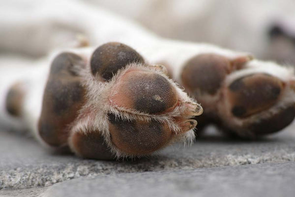 Closeup of paw pads of white dog lying down
