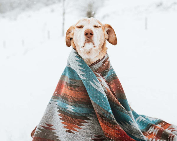 Senior lab mix wrapped in colorful blanket sits upright with eyes closed in snow