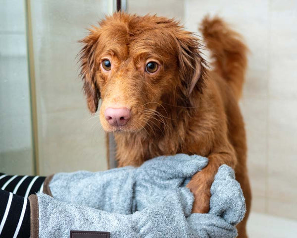 Wet English Duck Tolling Retriever gets paws dried with blue towel